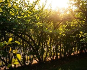 Wie bieten Spalierbäume optimalen Sichtschutz im Garten?