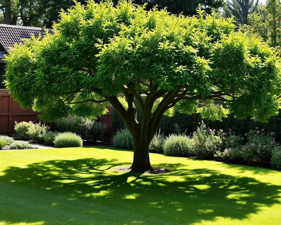 Sichtschutz Spalierbaum