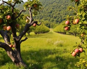 Welche Bäume eignen sich für Streuobstwiesen?